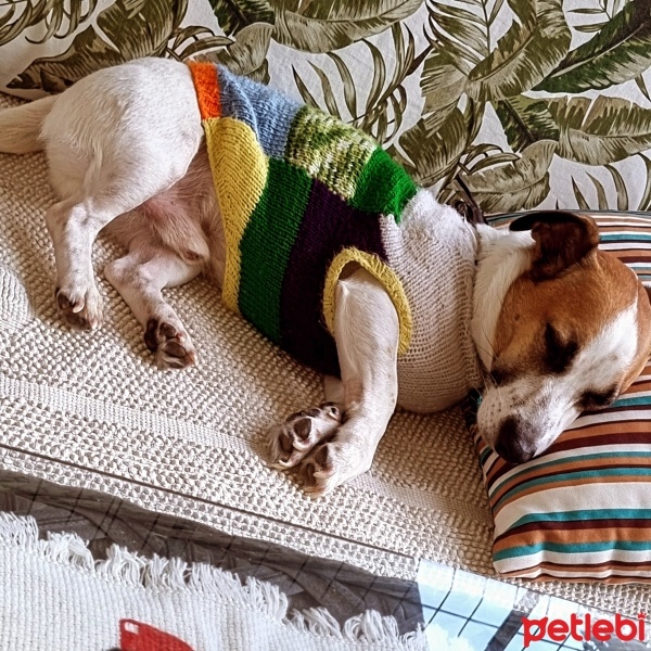Jack Russell Terrier, Köpek  Bambam fotoğrafı