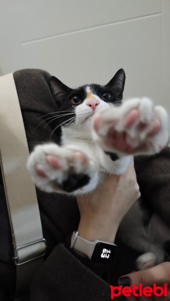Tekir Kedi, Kedi  Maske fotoğrafı