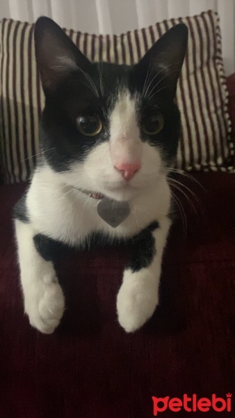Tuxedo (Smokin) Kedi, Kedi  Milka Can fotoğrafı