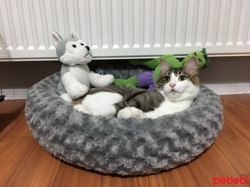 Tekir Kedi, Kedi  Sakız fotoğrafı