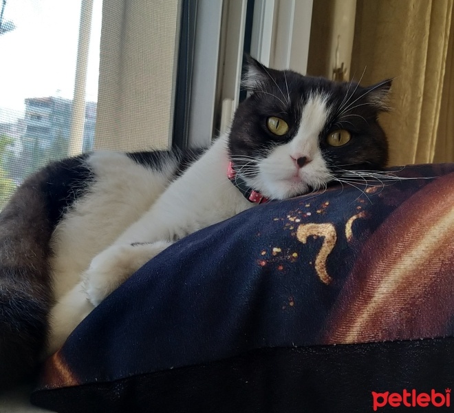 Scottish Fold, Kedi  MİA fotoğrafı