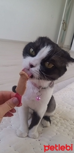 Scottish Fold, Kedi  MİA fotoğrafı