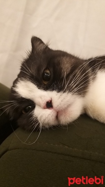 Scottish Fold, Kedi  MİA fotoğrafı