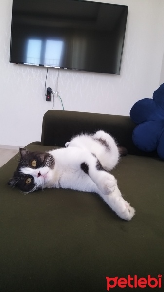 Scottish Fold, Kedi  MİA fotoğrafı