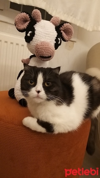 Scottish Fold, Kedi  MİA fotoğrafı