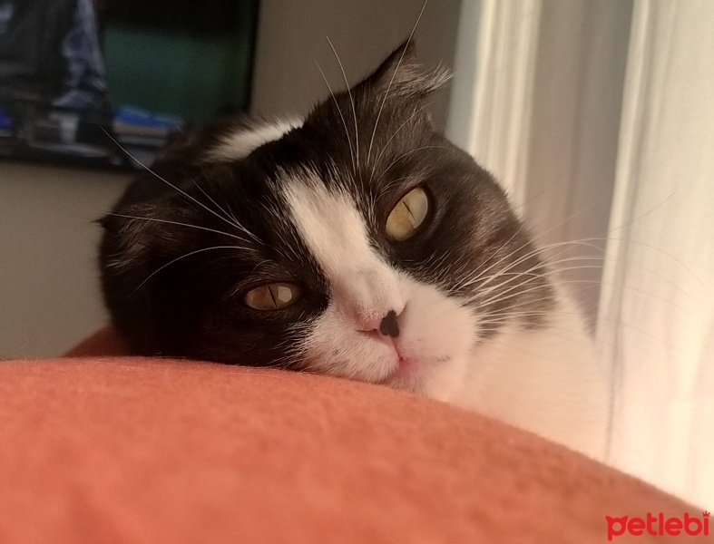 Scottish Fold, Kedi  MİA fotoğrafı
