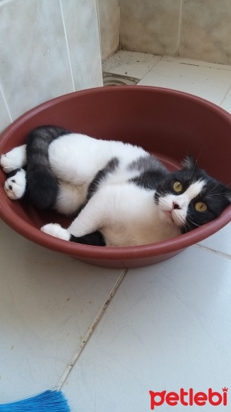 Scottish Fold, Kedi  MİA fotoğrafı