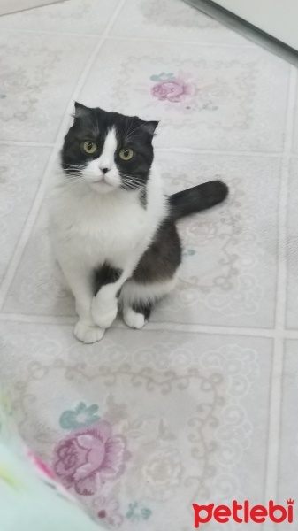 Scottish Fold, Kedi  MİA fotoğrafı