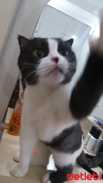 Scottish Fold, Kedi  MİA fotoğrafı