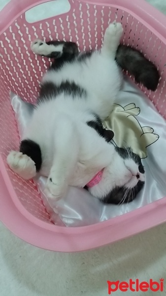 Scottish Fold, Kedi  MİA fotoğrafı