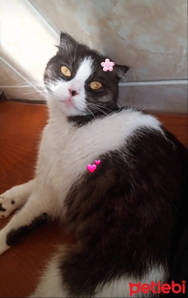 Scottish Fold, Kedi  MİA fotoğrafı