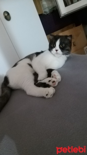 Scottish Fold, Kedi  MİA fotoğrafı