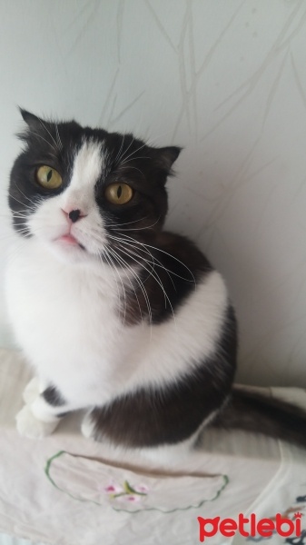 Scottish Fold, Kedi  MİA fotoğrafı