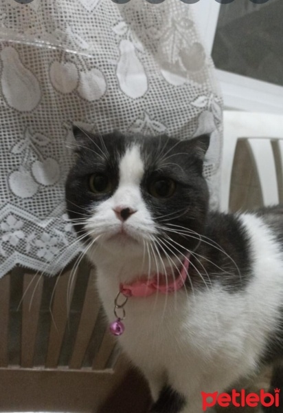 Scottish Fold, Kedi  MİA fotoğrafı