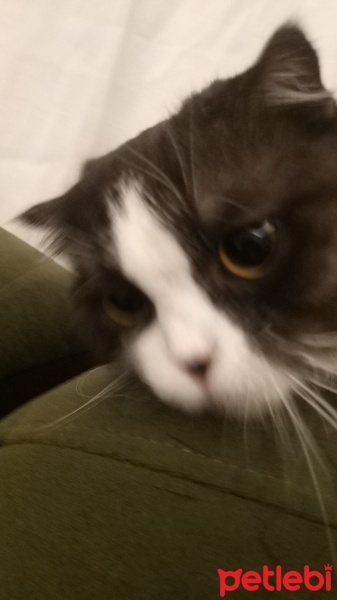 Scottish Fold, Kedi  MİA fotoğrafı