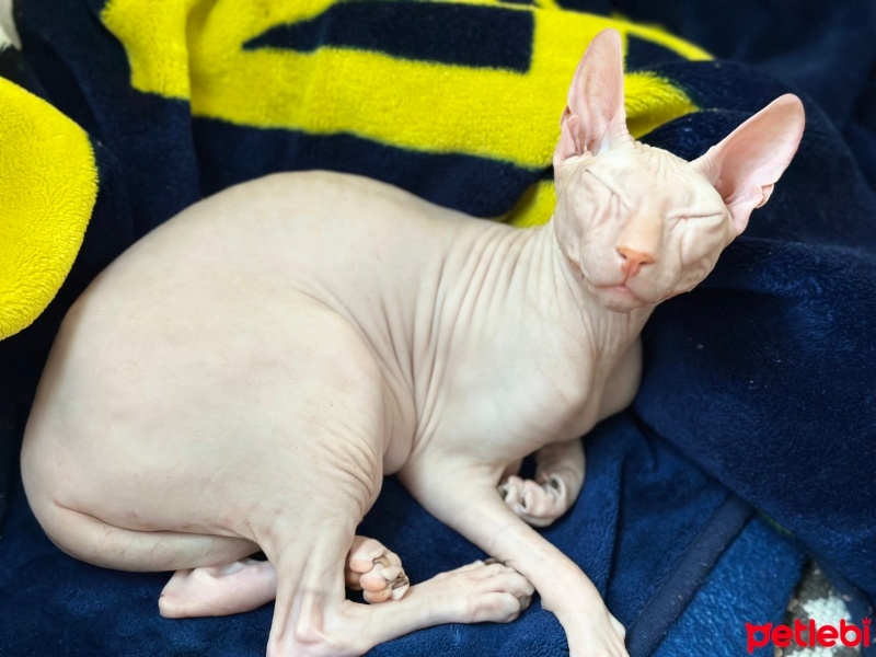 Sphynx, Kedi  Vitonya fotoğrafı