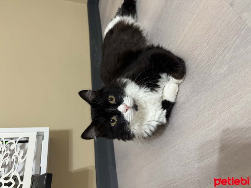 Tuxedo (Smokin) Kedi, Kedi  DAYI fotoğrafı