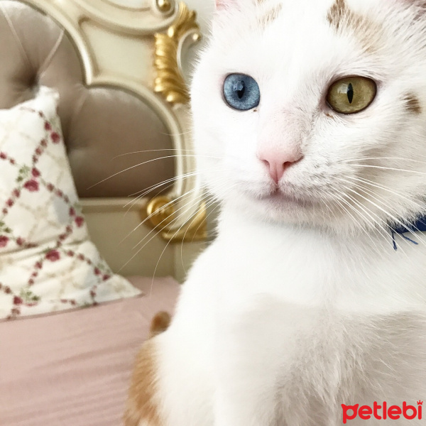 Van Kedisi, Kedi  Sultan Asil  fotoğrafı