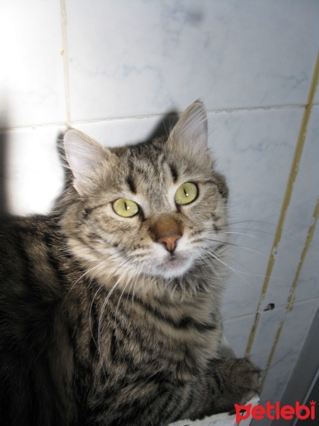 Tekir Kedi, Kedi  Lina fotoğrafı