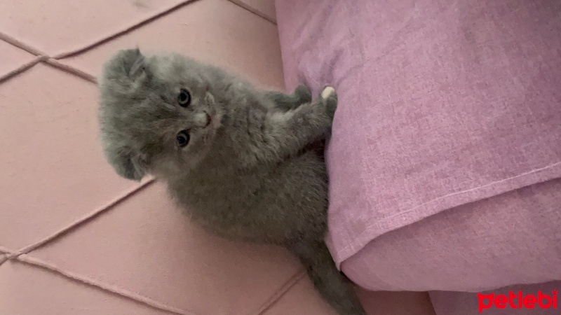 Scottish Fold, Kedi  Şila fotoğrafı