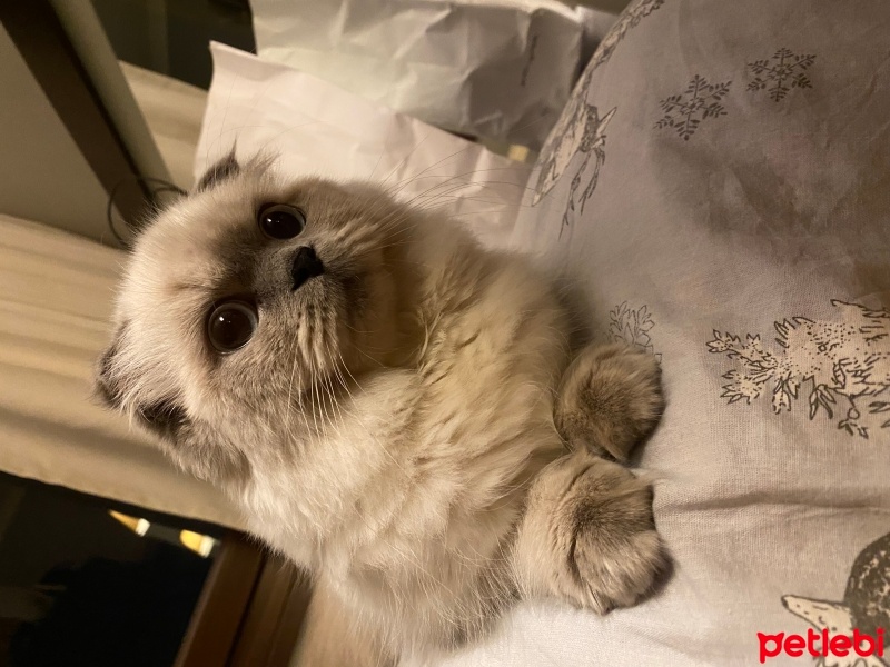 Scottish Fold, Kedi  Daisy fotoğrafı