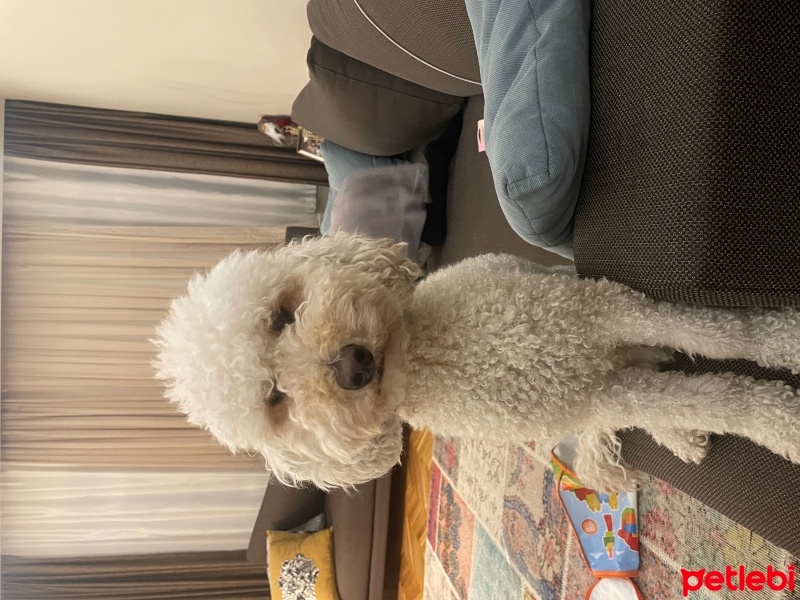 Poodle(Standart Kaniş), Köpek  Tony fotoğrafı