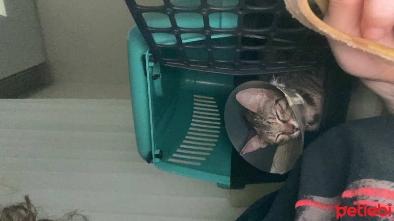 Tekir Kedi, Kedi  Tekir fotoğrafı