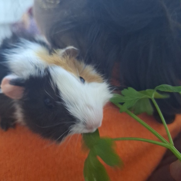 Guinea Pig, Kemirgen  Gece fotoğrafı