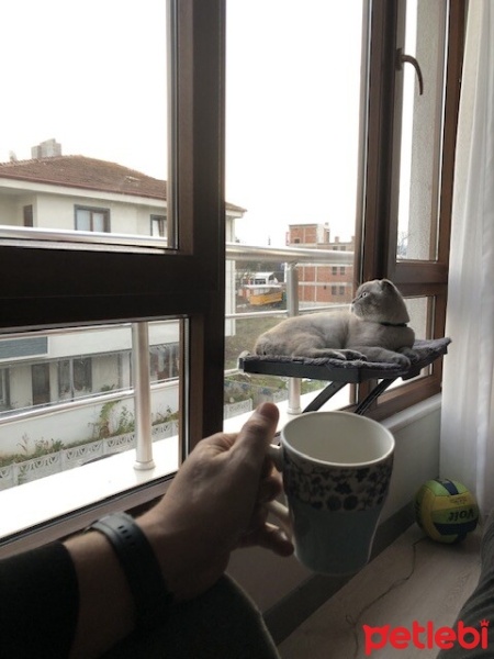 Scottish Fold, Kedi  Behlül fotoğrafı