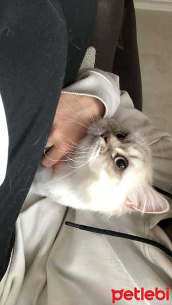 British Longhair, Kedi  Bulut fotoğrafı