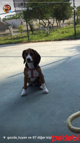 Beagle, Köpek  Leia fotoğrafı