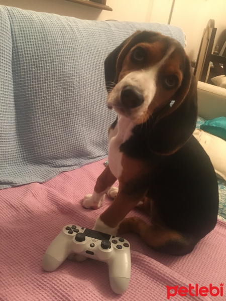 Beagle, Köpek  Leia fotoğrafı