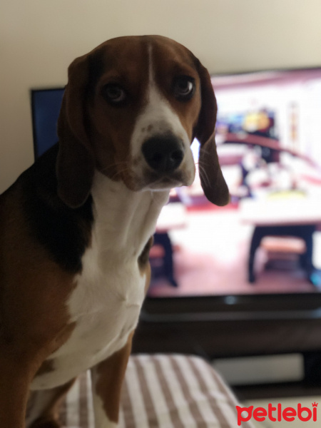 Beagle, Köpek  Leia fotoğrafı