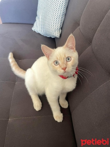 Siyam Kedisi, Kedi  Bulut fotoğrafı