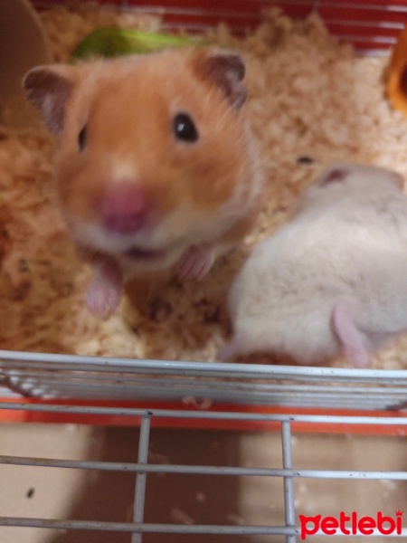 Hamster, Kemirgen  Caramel ve beyaz fotoğrafı