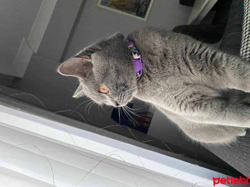 British Shorthair, Kedi  Lilim fotoğrafı