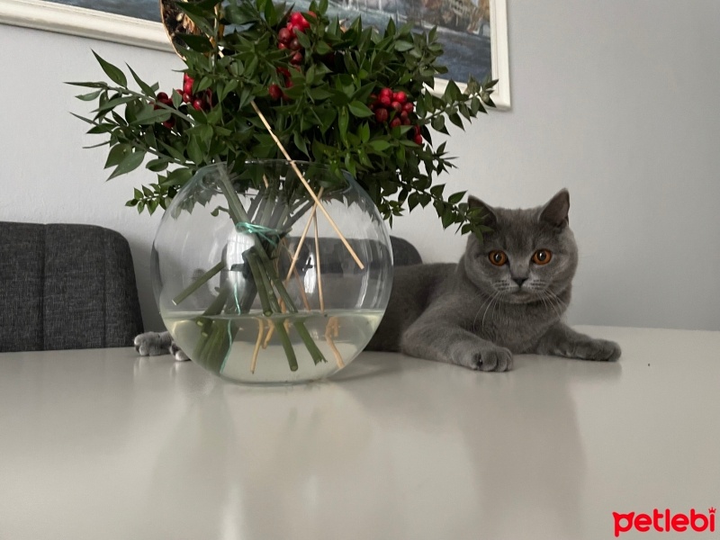 British Shorthair, Kedi  Lilim fotoğrafı