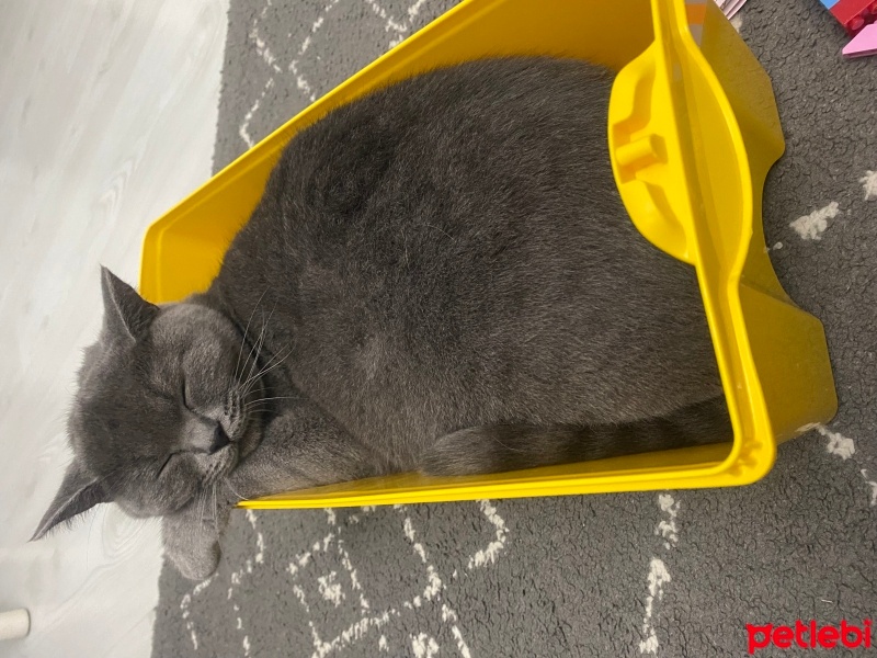 British Shorthair, Kedi  Lilim fotoğrafı