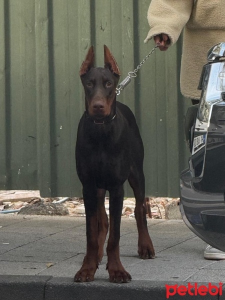 Doberman Pinscher, Köpek  Doberman erkek ( ismi : odin) fotoğrafı