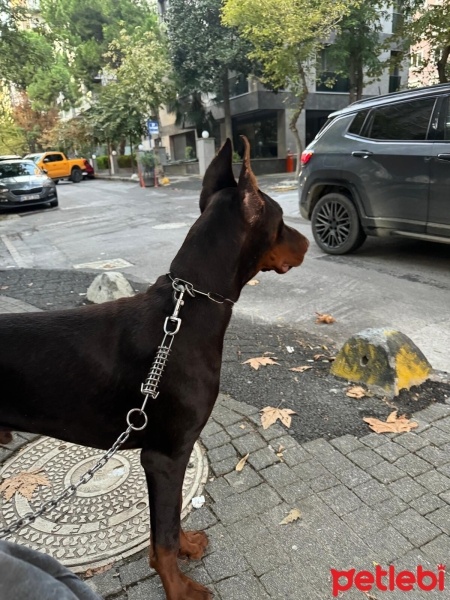 Doberman Pinscher, Köpek  Doberman erkek ( ismi : odin) fotoğrafı