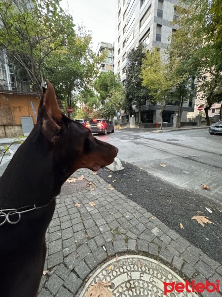 Doberman Pinscher, Köpek  Doberman erkek ( ismi : odin) fotoğrafı