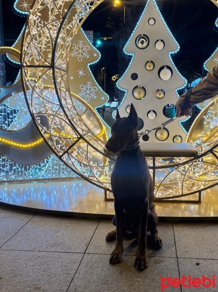Doberman Pinscher, Köpek  Doberman erkek ( ismi : odin) fotoğrafı
