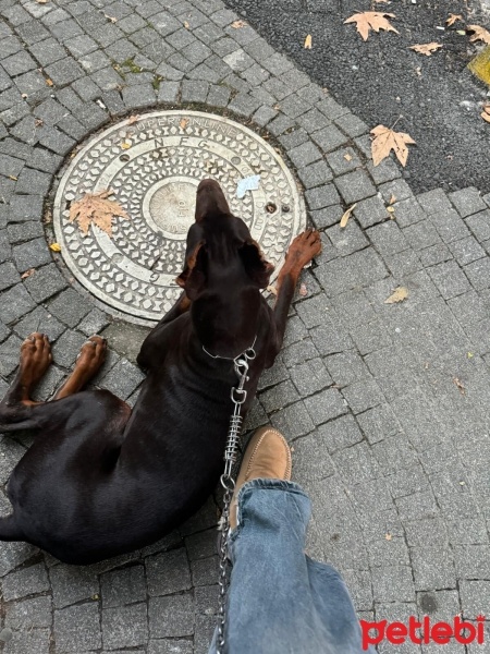 Doberman Pinscher, Köpek  Doberman erkek ( ismi : odin) fotoğrafı