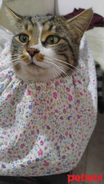 Tekir Kedi, Kedi  Tarçın fotoğrafı