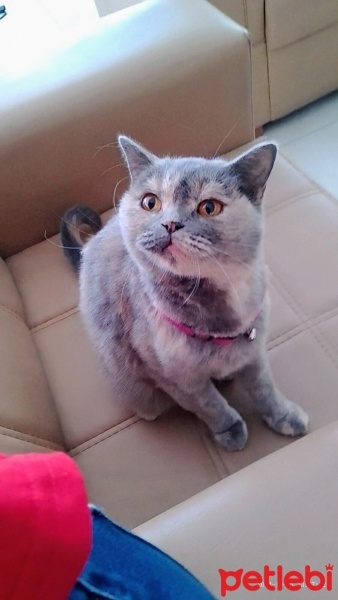 British Shorthair, Kedi  Vanilya fotoğrafı