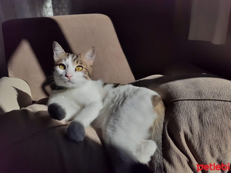 Tekir Kedi, Kedi  Venüs fotoğrafı