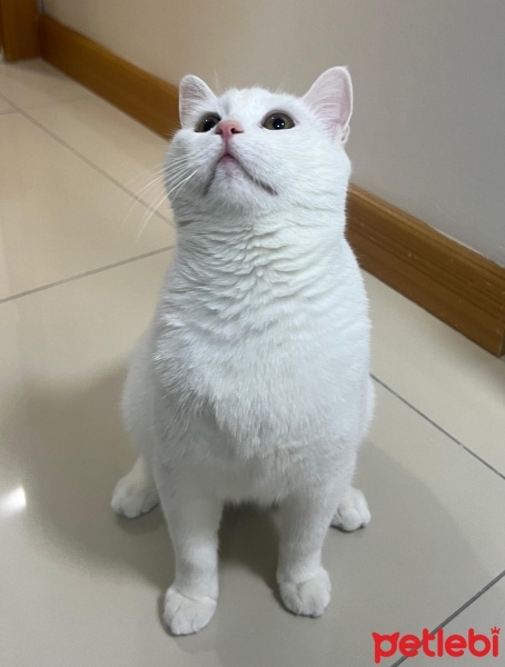British Shorthair, Kedi  Megatron fotoğrafı