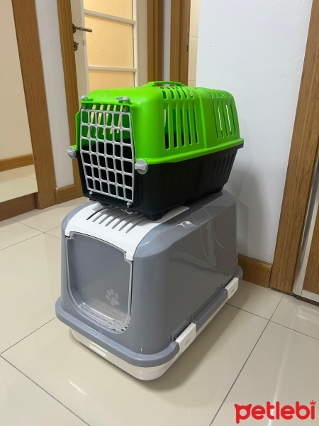British Shorthair, Kedi  Megatron fotoğrafı