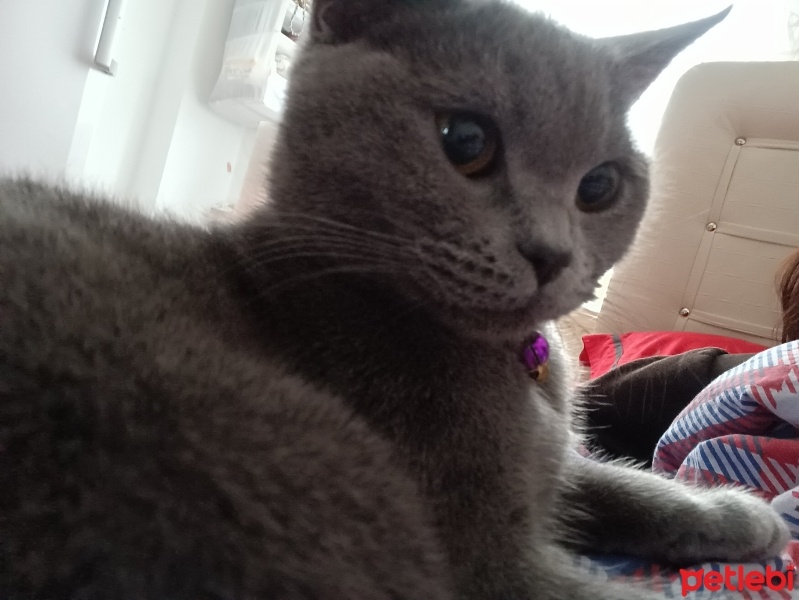 Brazilian Shorthair, Kedi  Bihter fotoğrafı