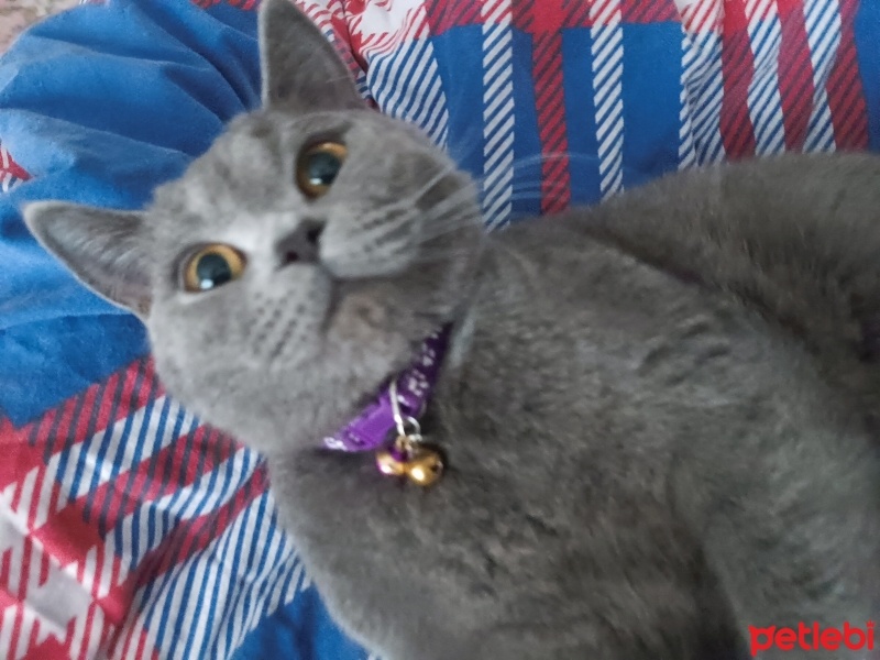 Brazilian Shorthair, Kedi  Bihter fotoğrafı